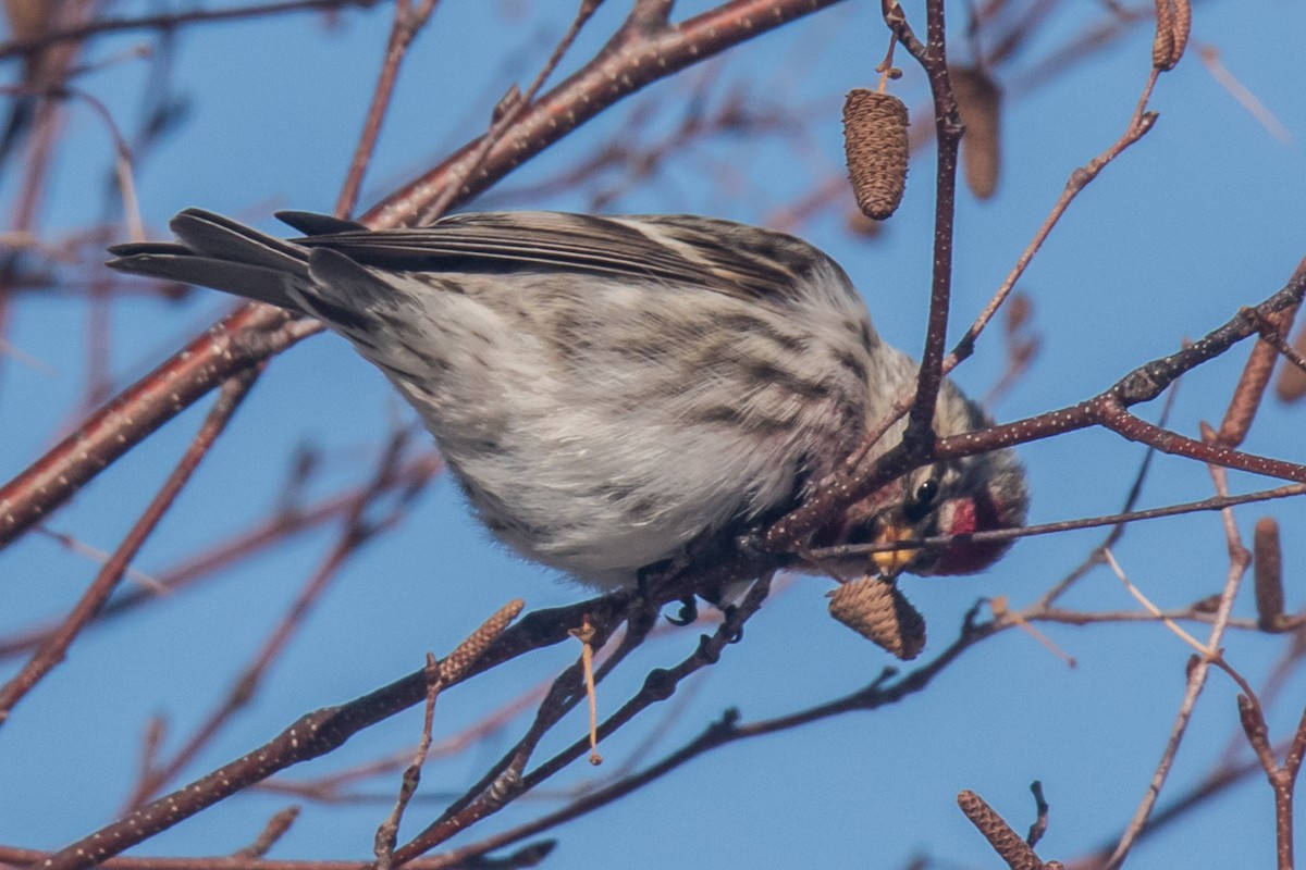 ベニヒワ（亜種 ベニヒワ flammea／rostrata/islandica）ベニヒワ（flammea グループ／亜種 イメベニヒワ） - ML650842240