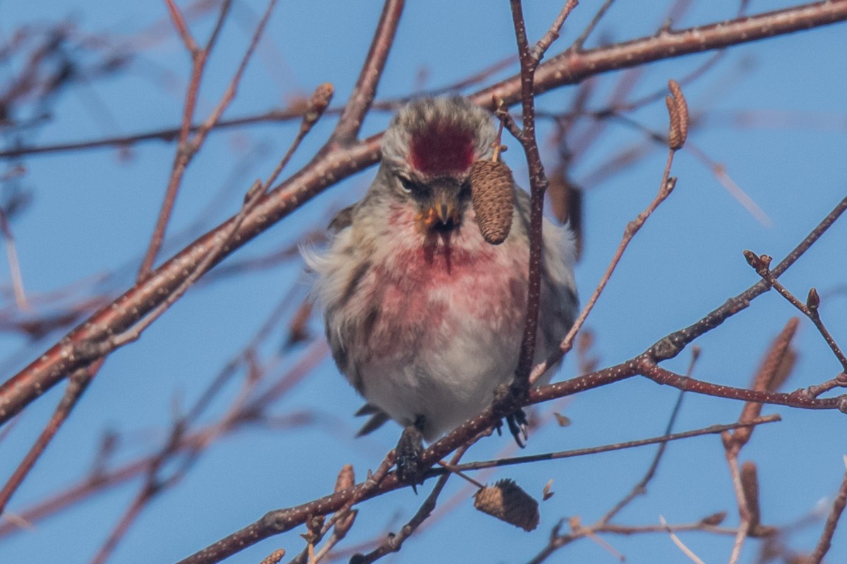 ベニヒワ（亜種 ベニヒワ flammea／rostrata/islandica）ベニヒワ（flammea グループ／亜種 イメベニヒワ） - ML650842241