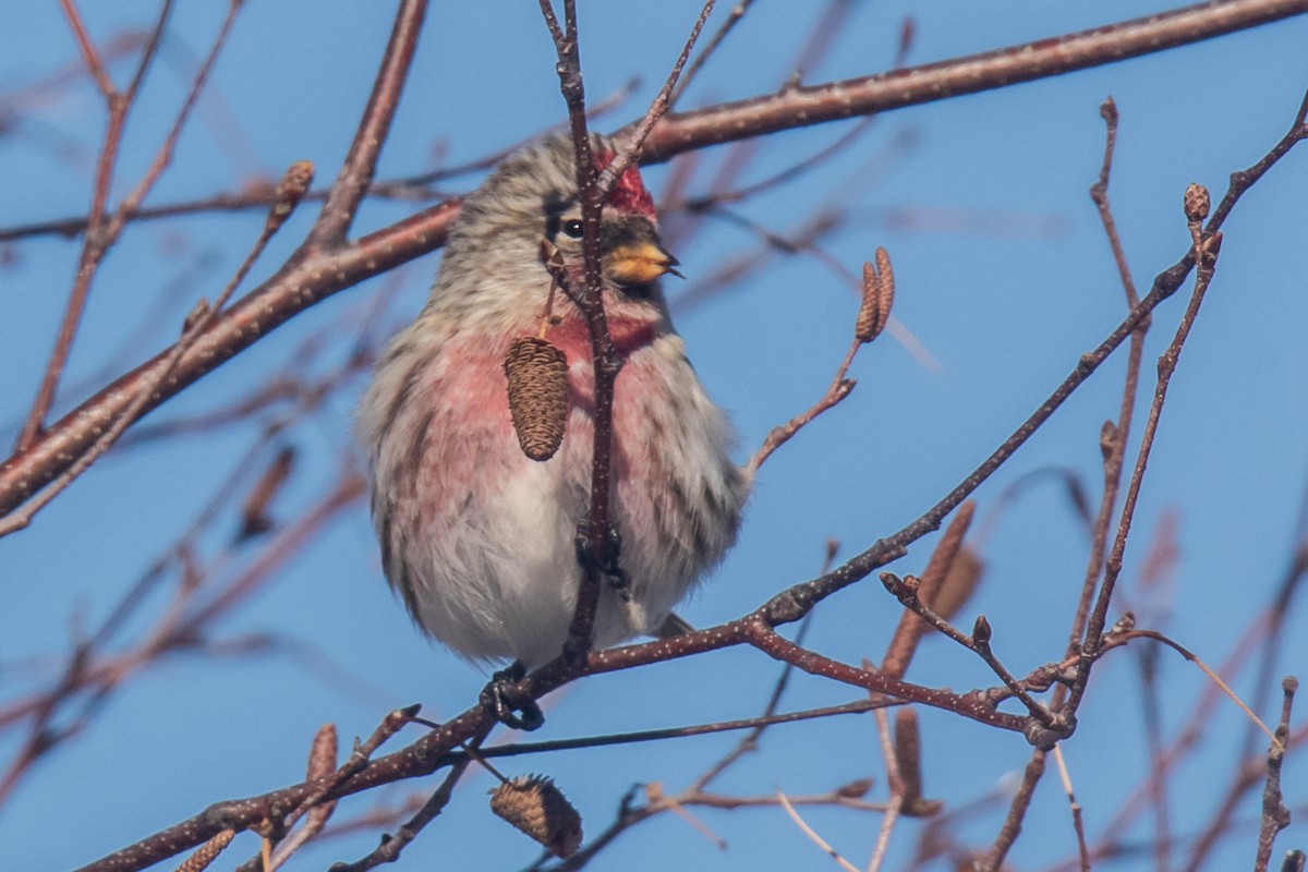 ベニヒワ（亜種 ベニヒワ flammea／rostrata/islandica）ベニヒワ（flammea グループ／亜種 イメベニヒワ） - ML650842242