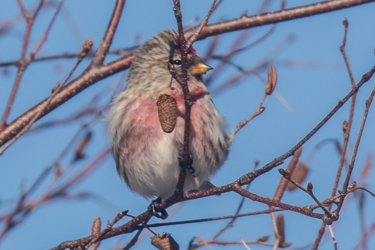 ベニヒワ（亜種 ベニヒワ flammea／rostrata/islandica）ベニヒワ（flammea グループ／亜種 イメベニヒワ） - ML650842243