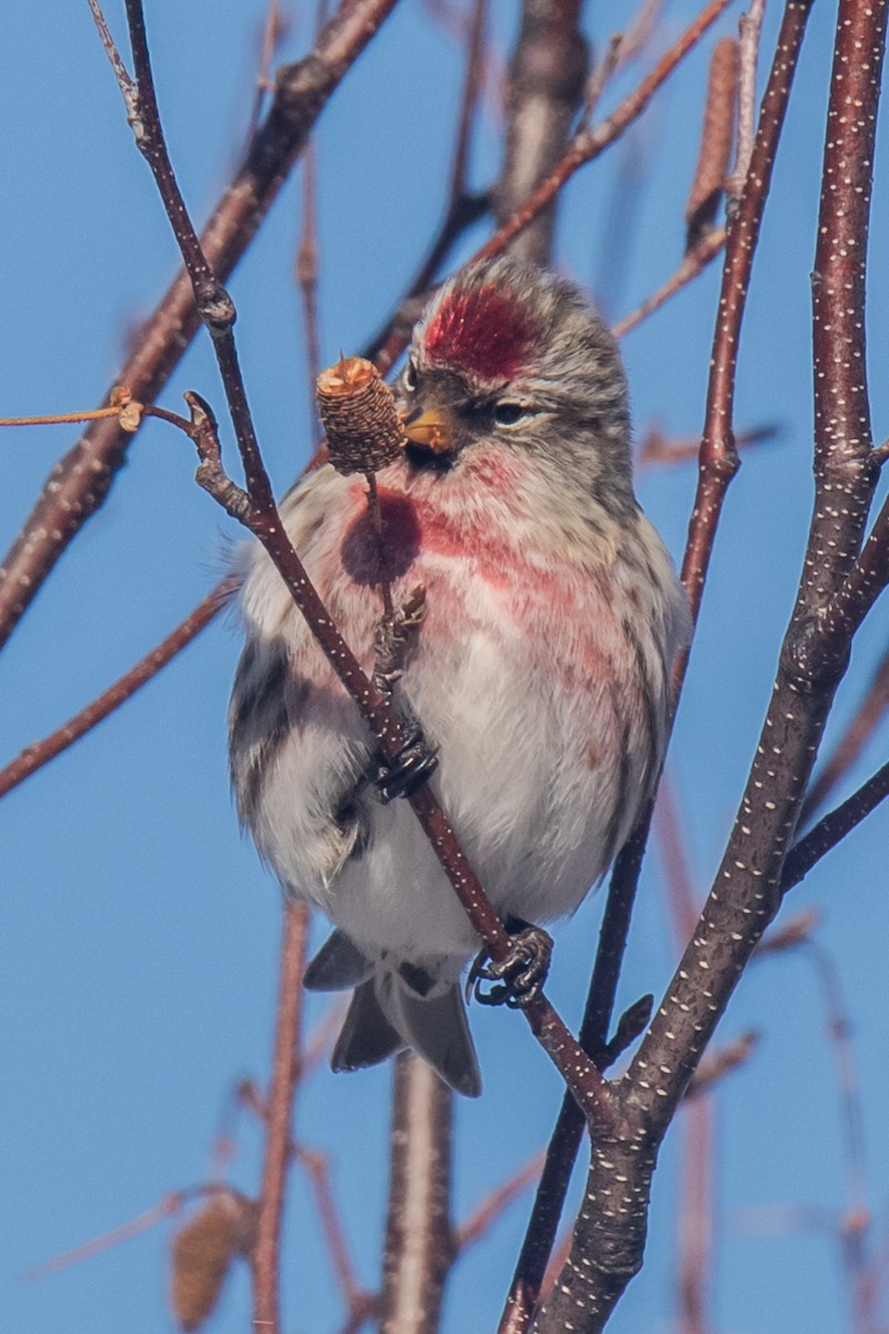 ベニヒワ（亜種 ベニヒワ flammea／rostrata/islandica）ベニヒワ（flammea グループ／亜種 イメベニヒワ） - ML650842244