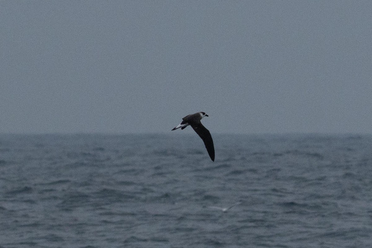 Black-capped Petrel (Dark-faced) - ML650842395