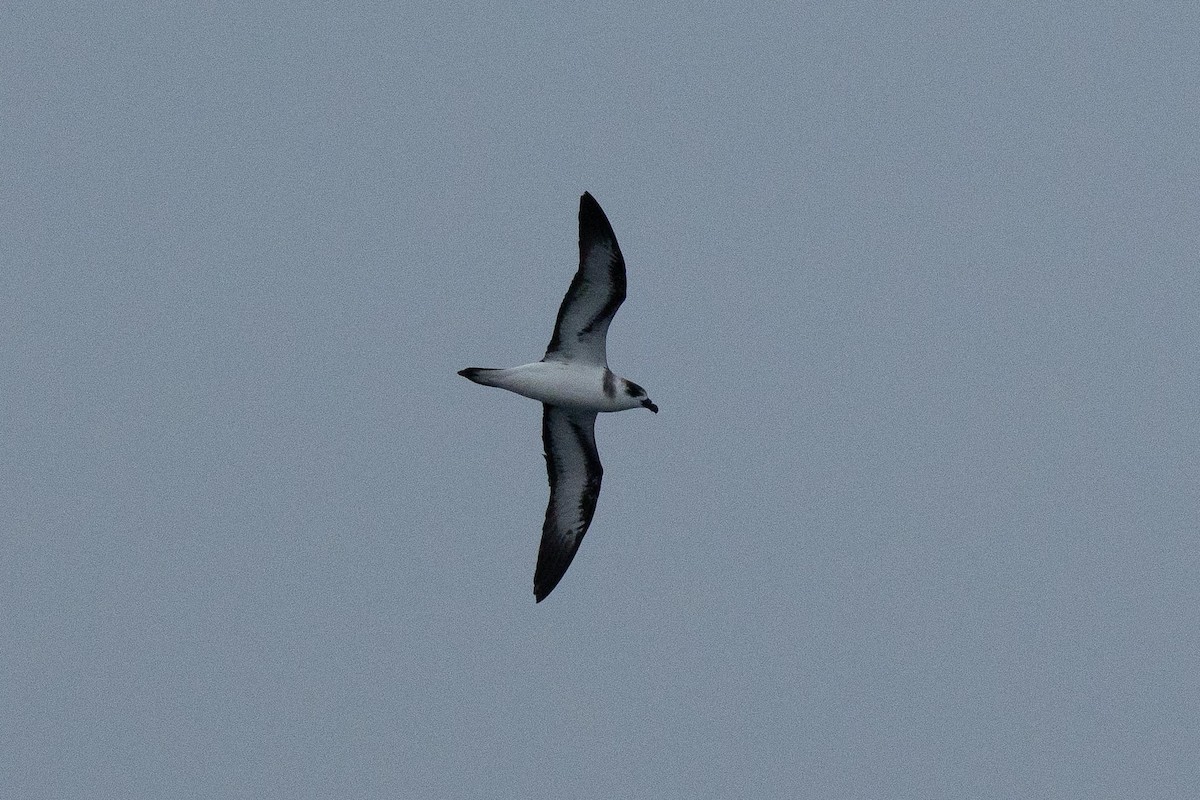 Black-capped Petrel (Dark-faced) - ML650842396