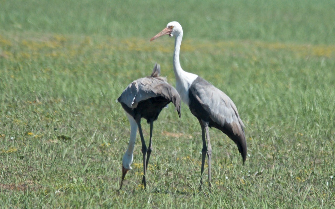 Журавель білошиїй - ML650842478