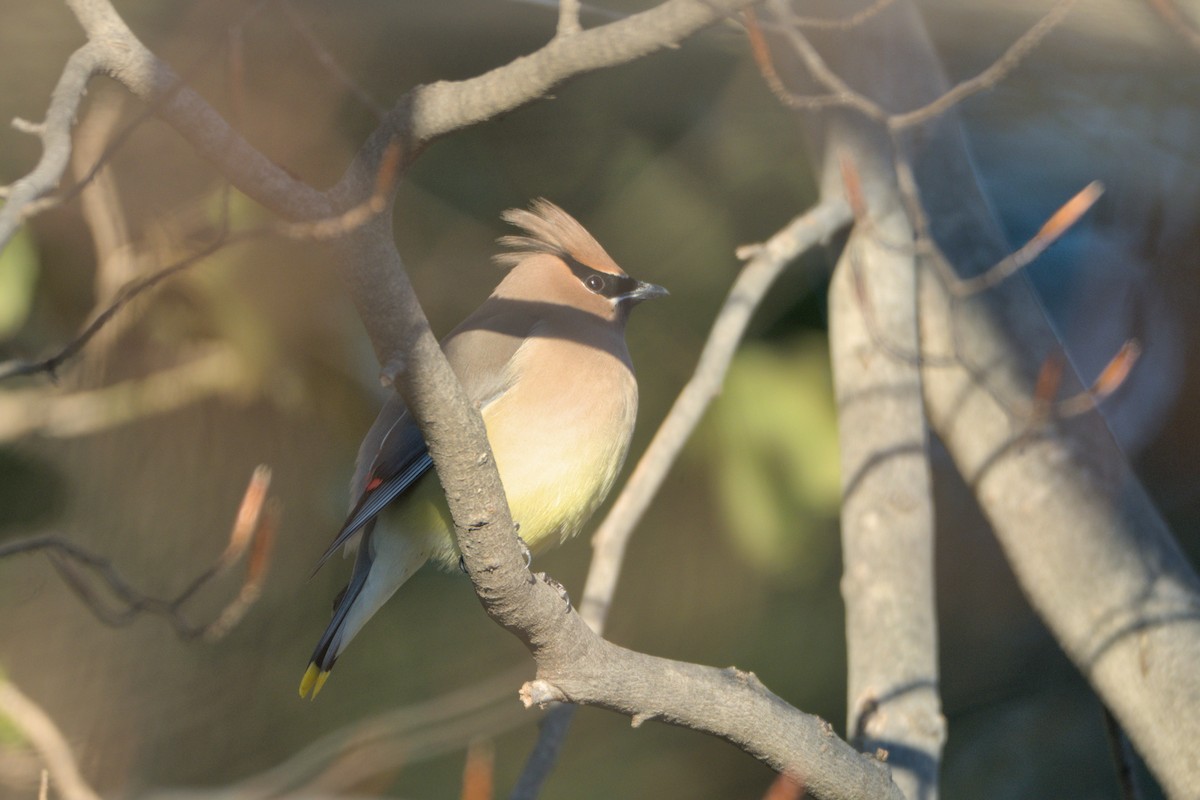 Cedar Waxwing - ML650842528