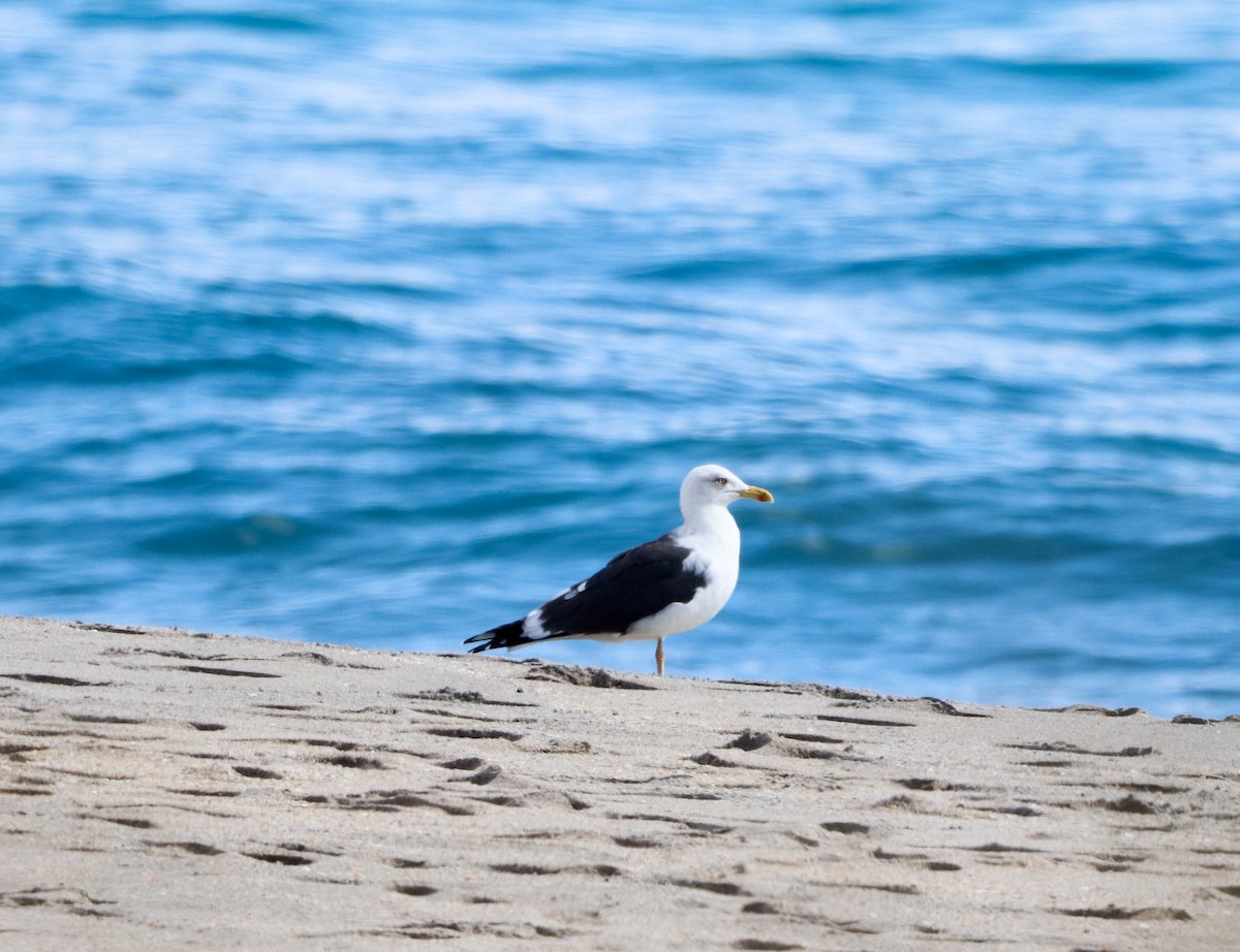 Lesser Black-backed Gull - ML650842577