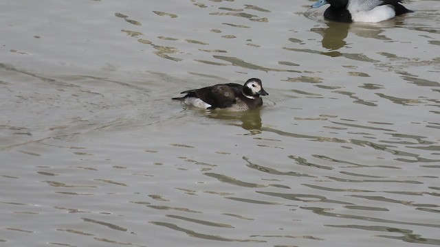 Long-tailed Duck - ML650842616