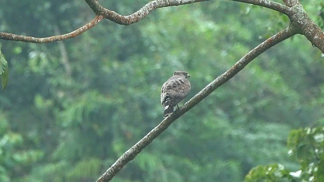 Broad-winged Hawk - ML650842625