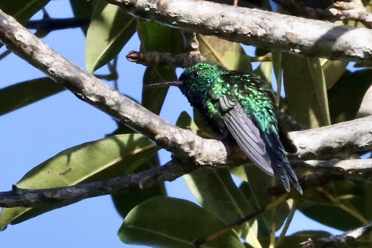 Esmeralda Puertorriqueña - ML650842636