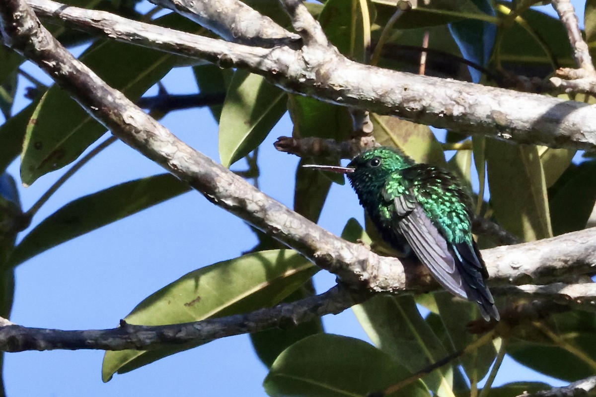 Esmeralda Puertorriqueña - ML650842637
