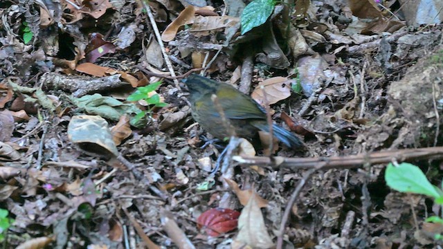 Large-footed Finch - ML650842642