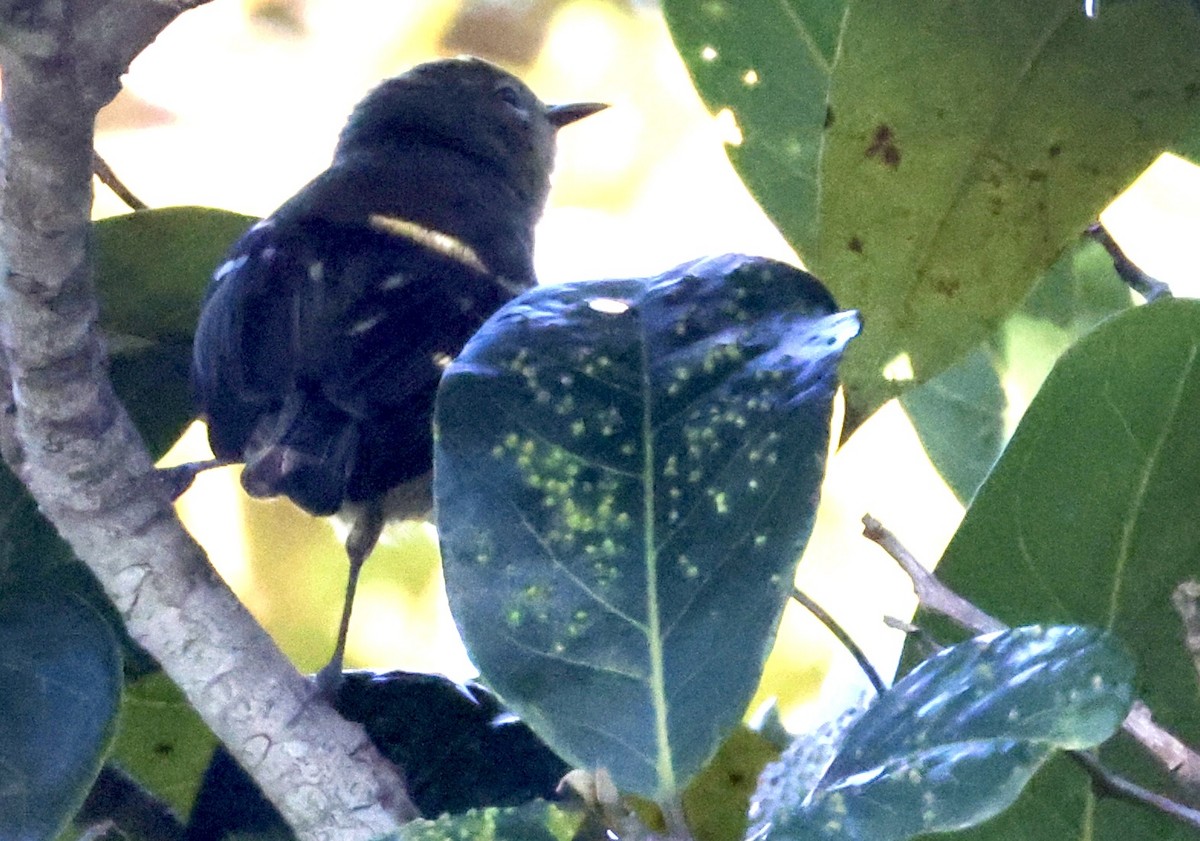 Reinita de Ángela - ML650842654