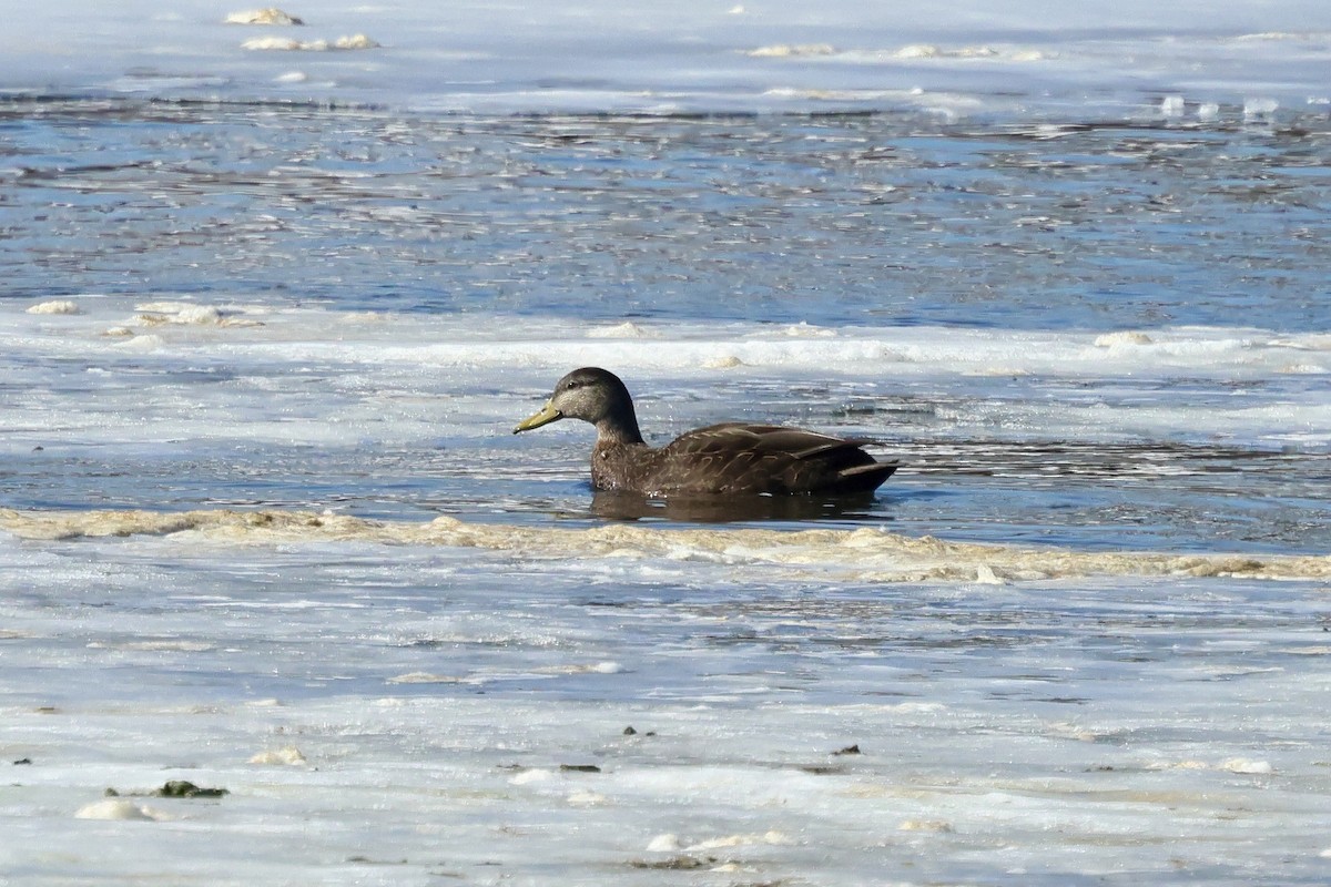 アメリカガモ - ML650842697