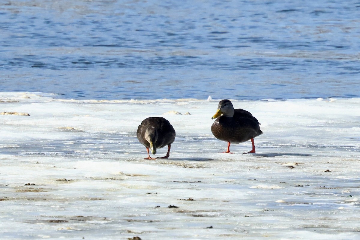 アメリカガモ - ML650842699