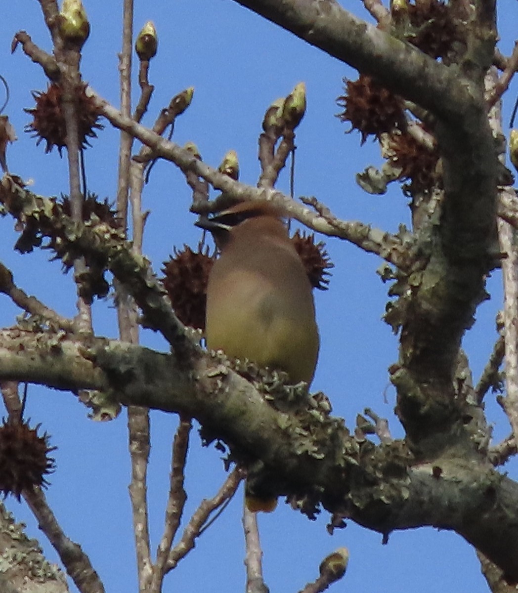 Cedar Waxwing - ML650842732