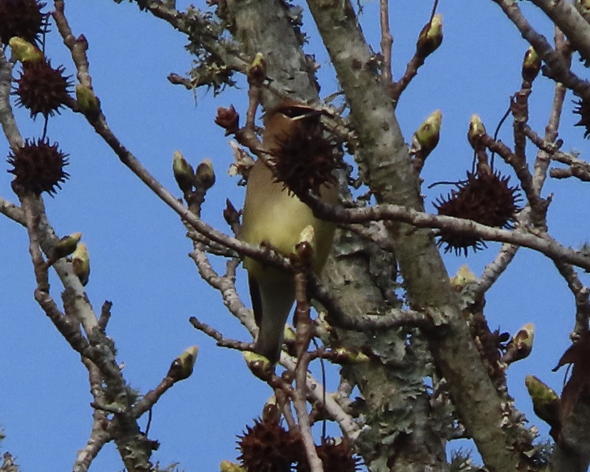 Cedar Waxwing - ML650842733