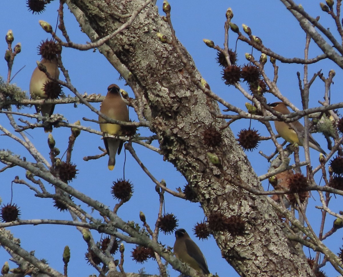 Cedar Waxwing - ML650842734