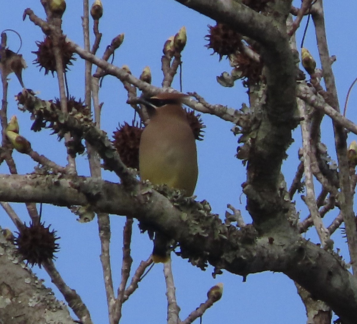 Cedar Waxwing - ML650842735