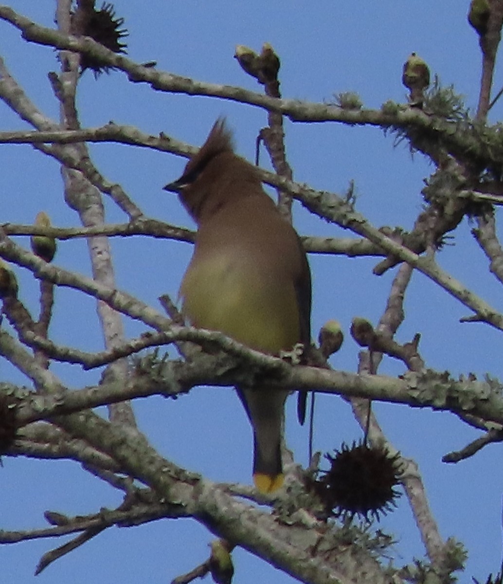 Cedar Waxwing - ML650842736