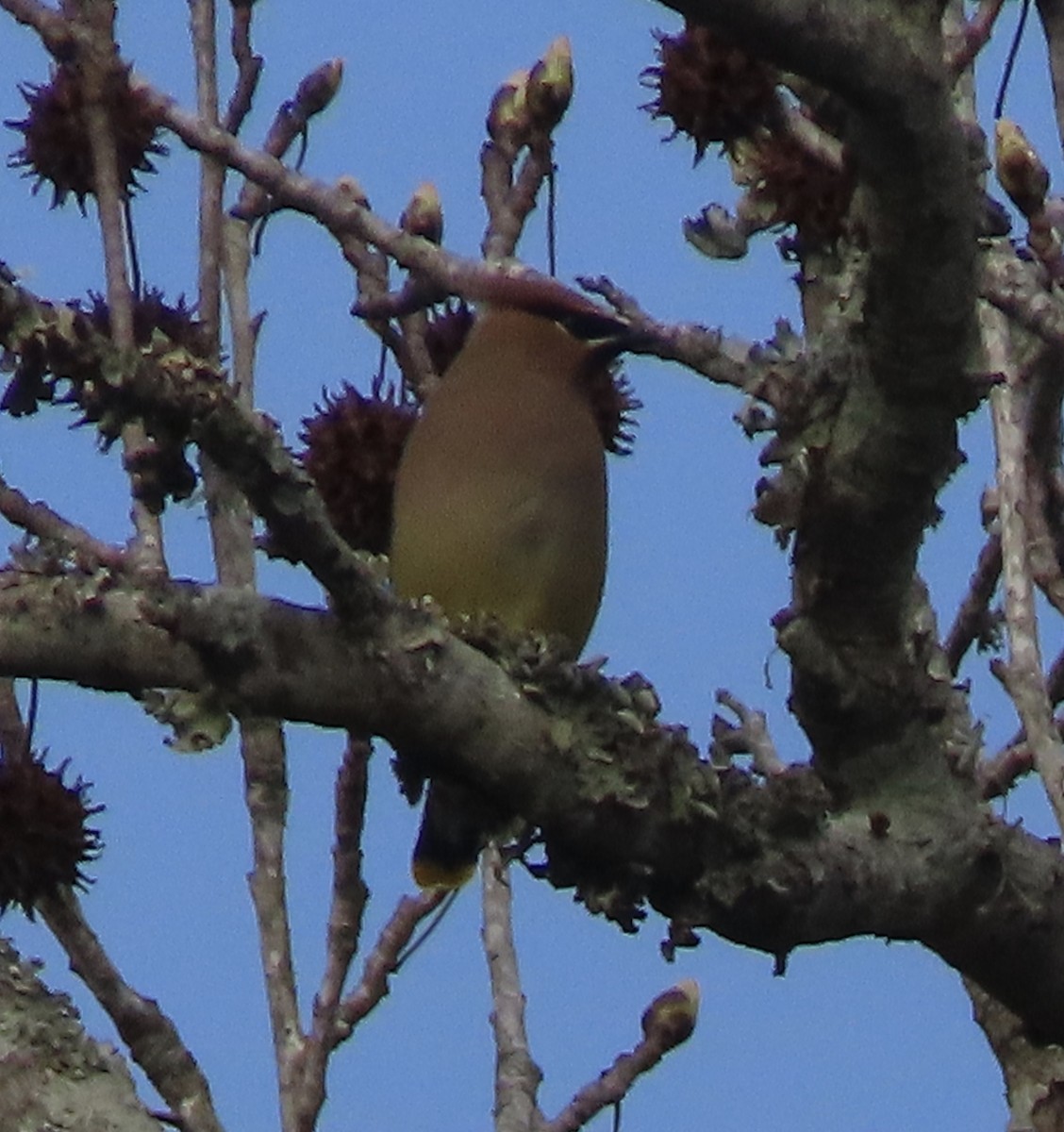 Cedar Waxwing - ML650842738