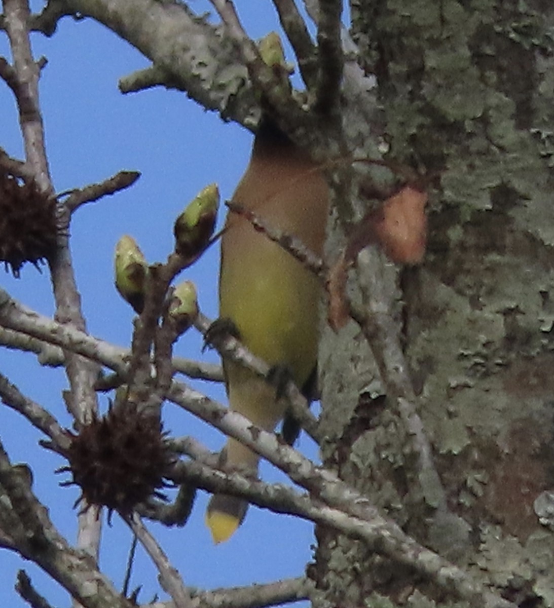 Cedar Waxwing - ML650842739