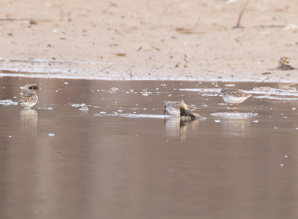 pygmésnipe - ML650842855