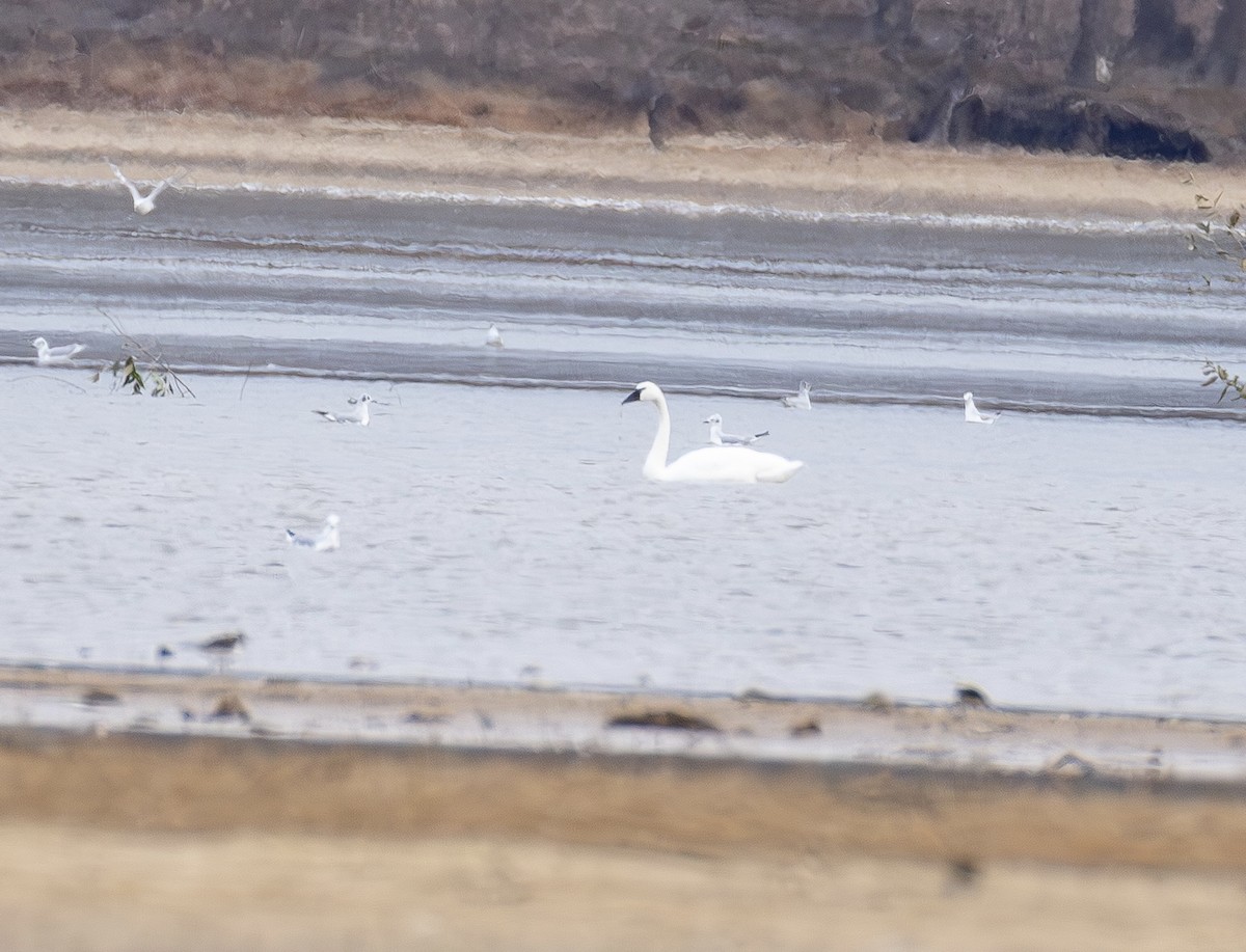 dvergsvane - ML650842859