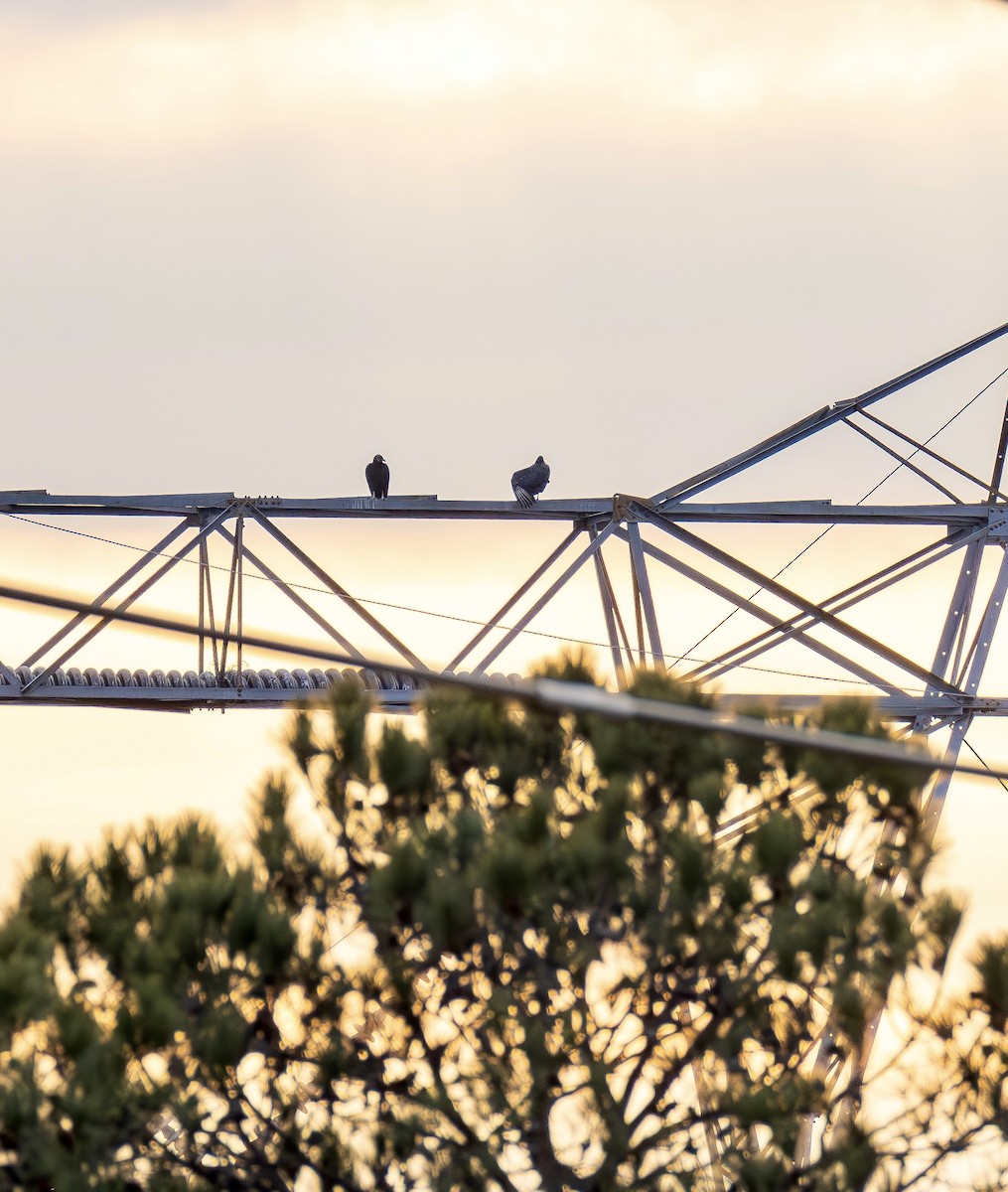 svartkondor - ML650842866