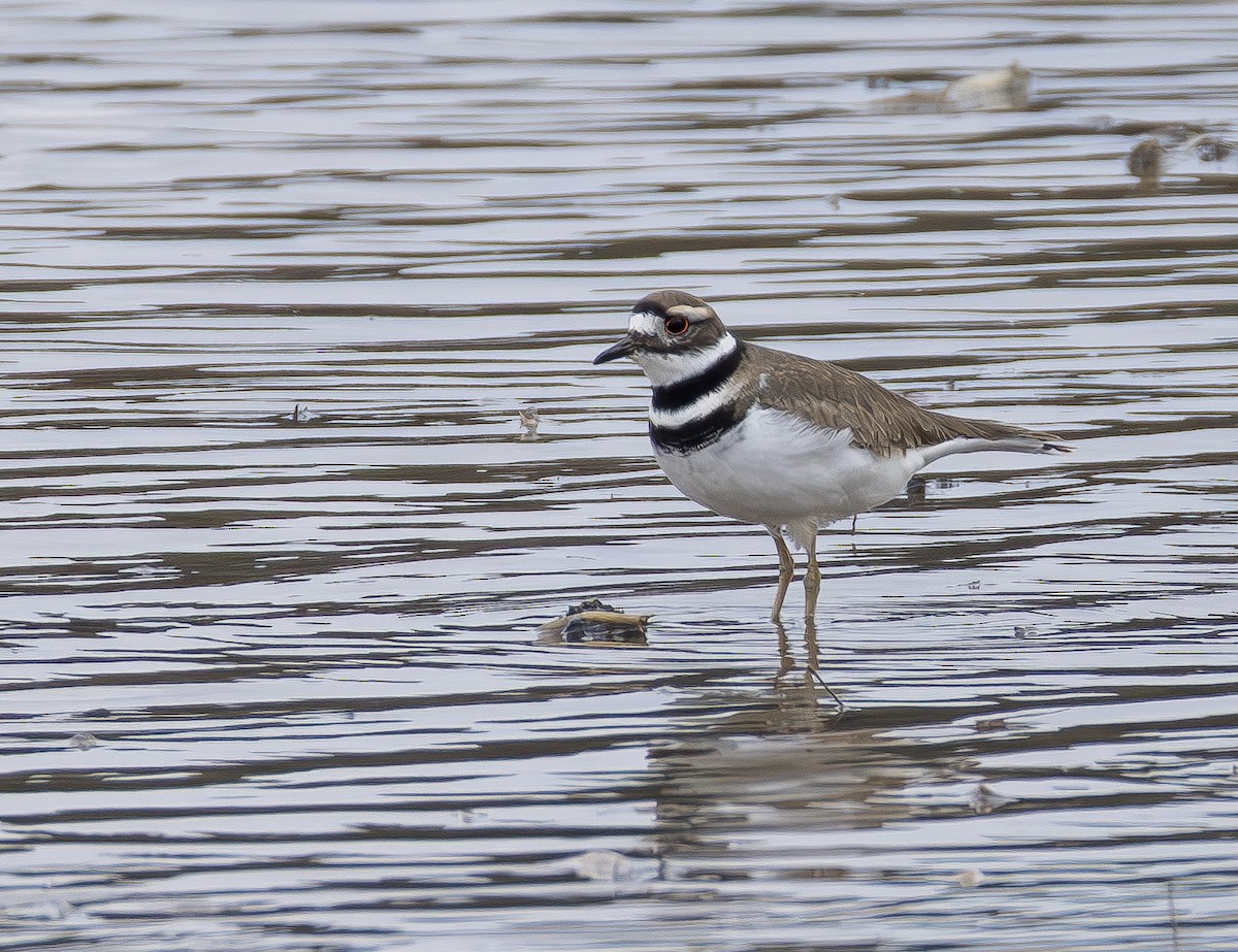 tobeltelo - ML650842868