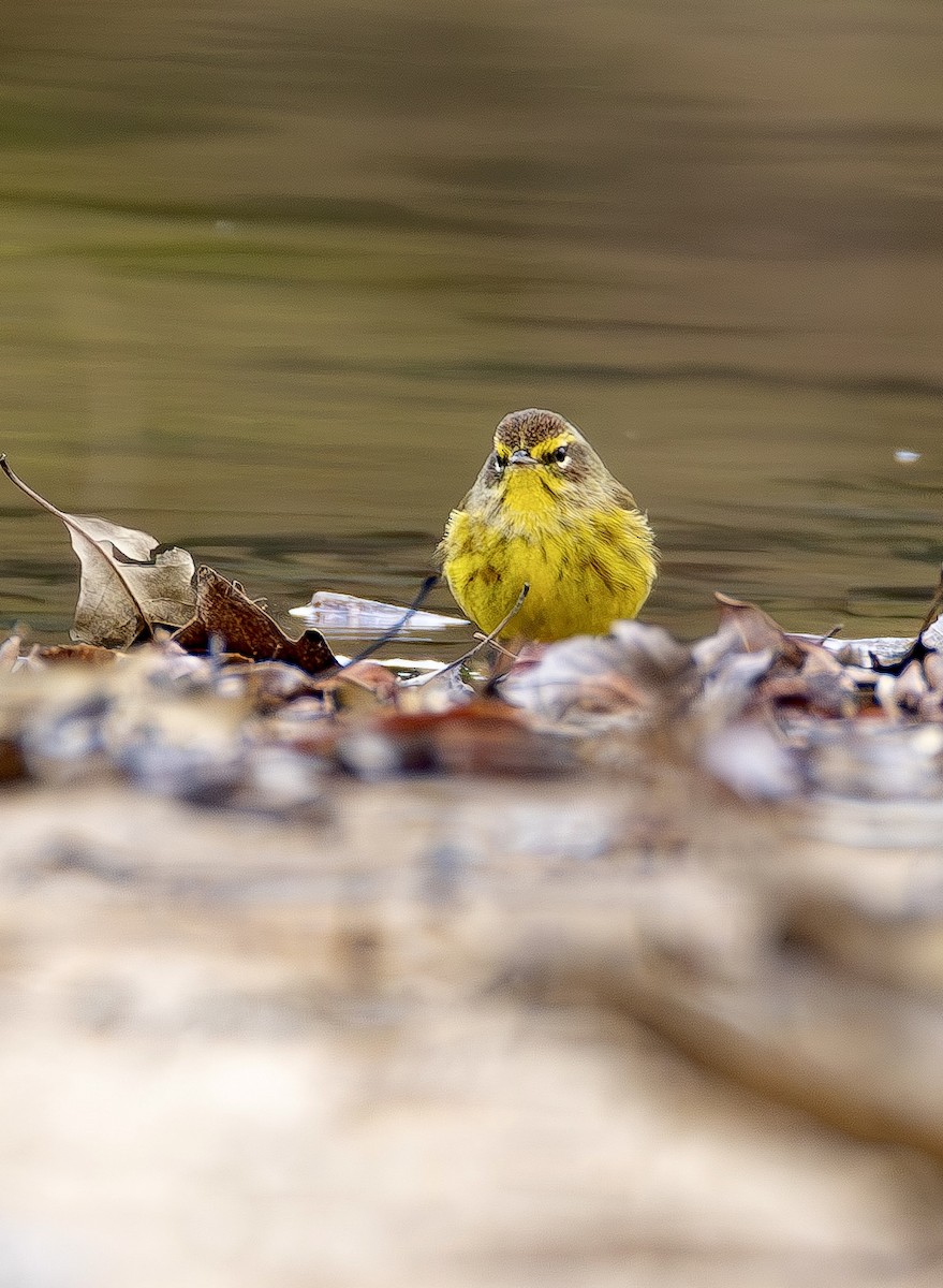 myrparula - ML650842874