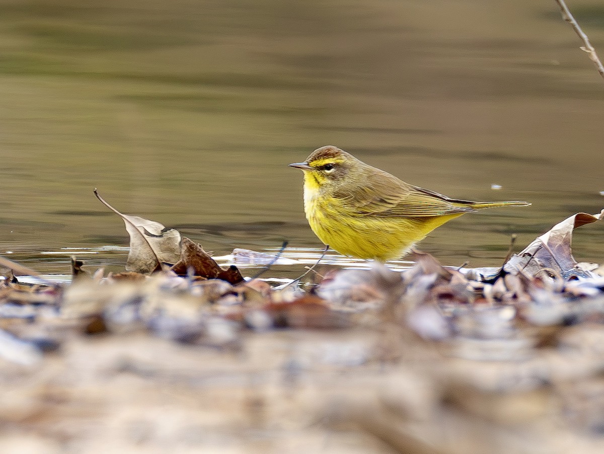 myrparula - ML650842875