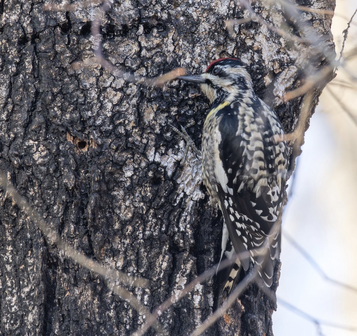 Yellow-bellied Sapsucker - ML650842903
