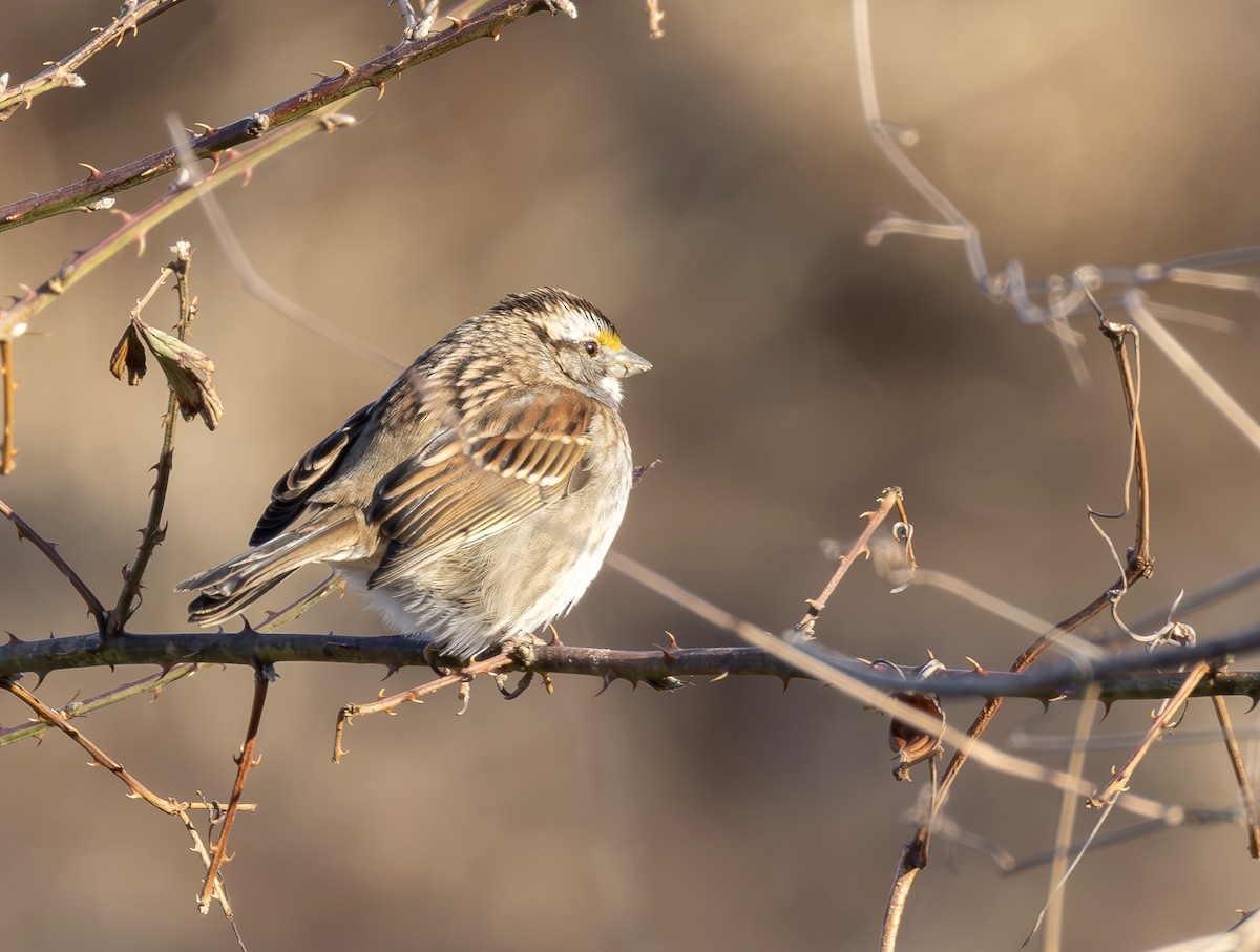White-throated Sparrow - ML650842911
