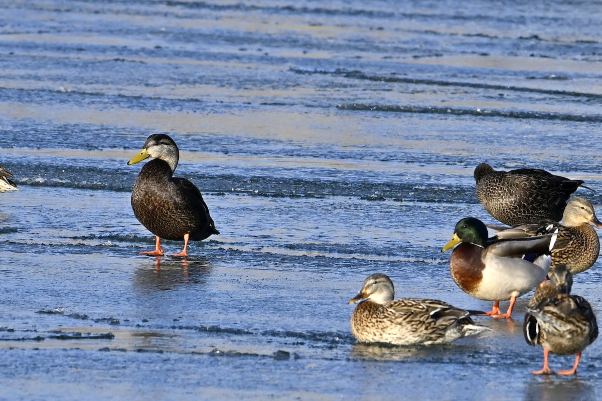 アメリカガモ - ML650843005