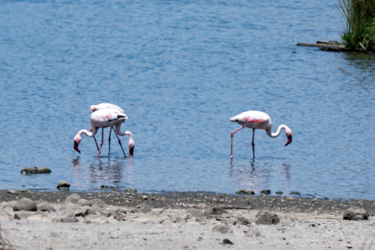 plameňák malý - ML650843078