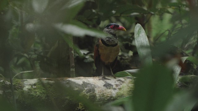 Rotschnabel-Grundkuckuck - ML650843079