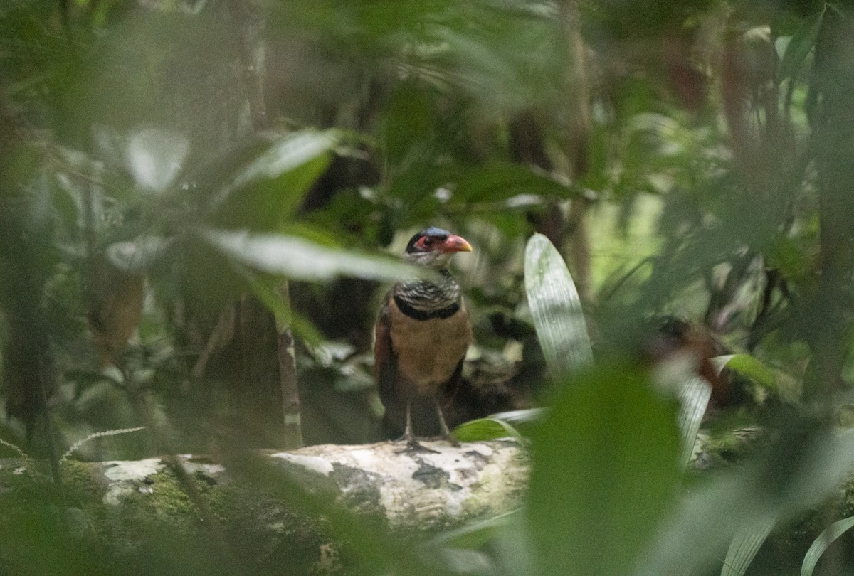 Rotschnabel-Grundkuckuck - ML650843089