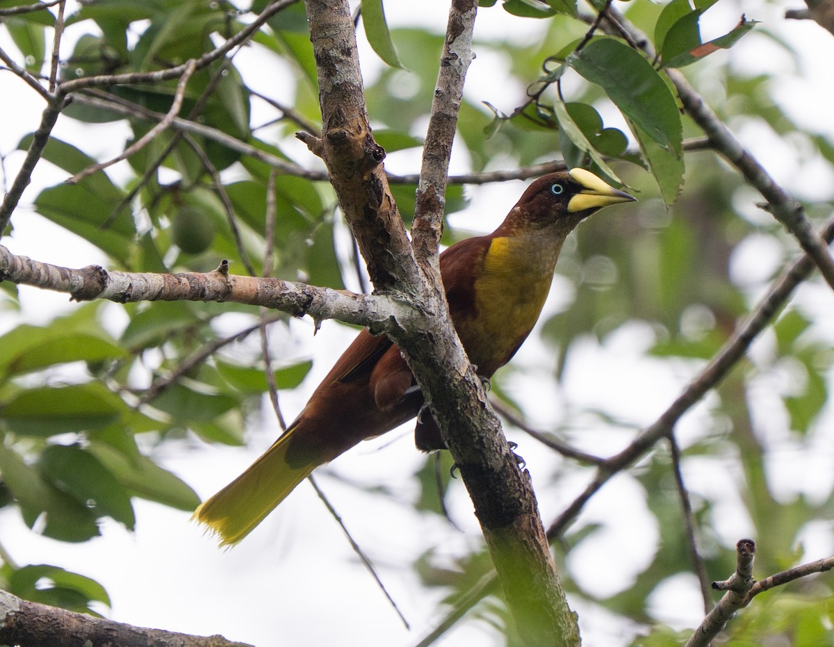 Helmkassike - ML650843271