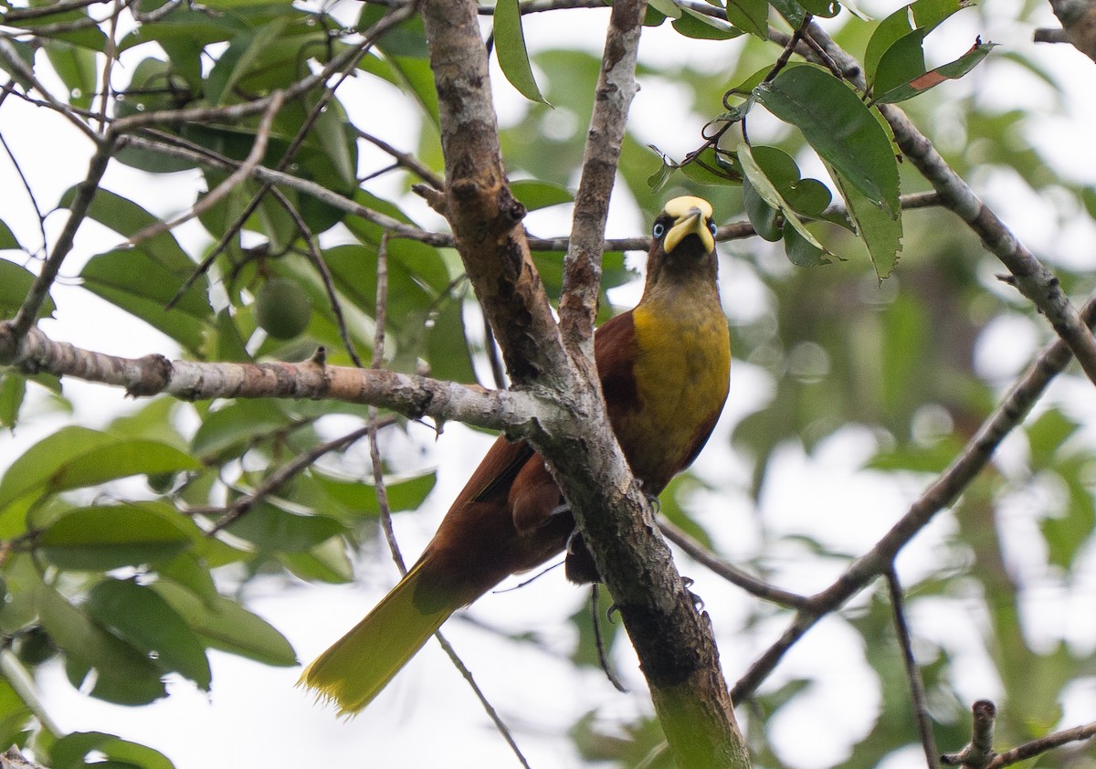 Helmkassike - ML650843279