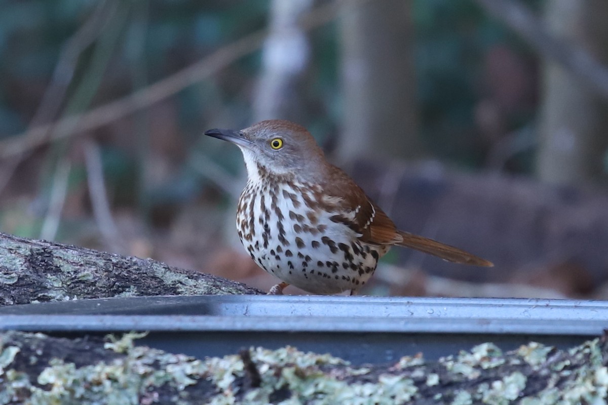 Brown Thrasher - ML650843334