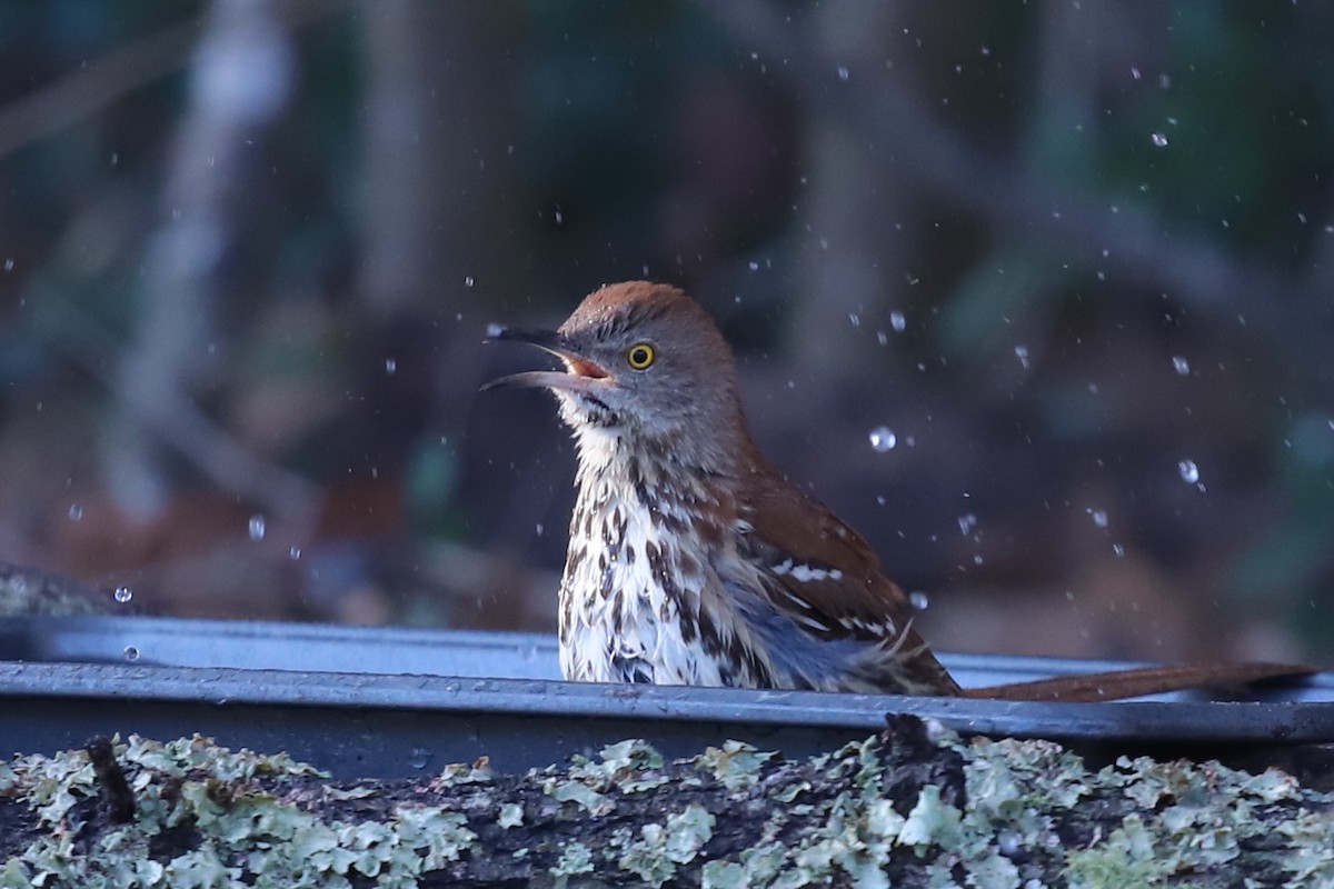 Brown Thrasher - ML650843335