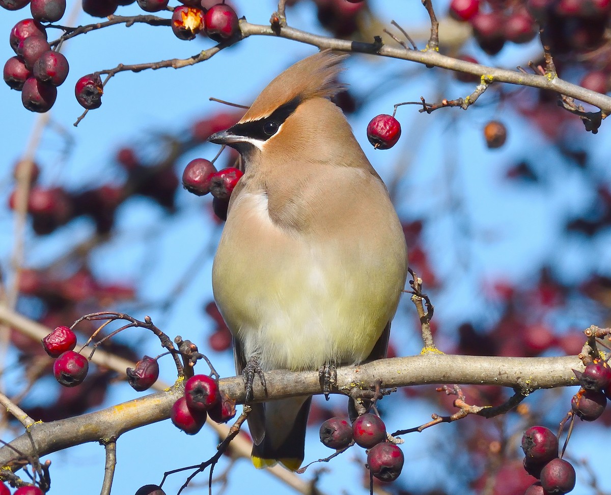 Cedar Waxwing - ML650843509