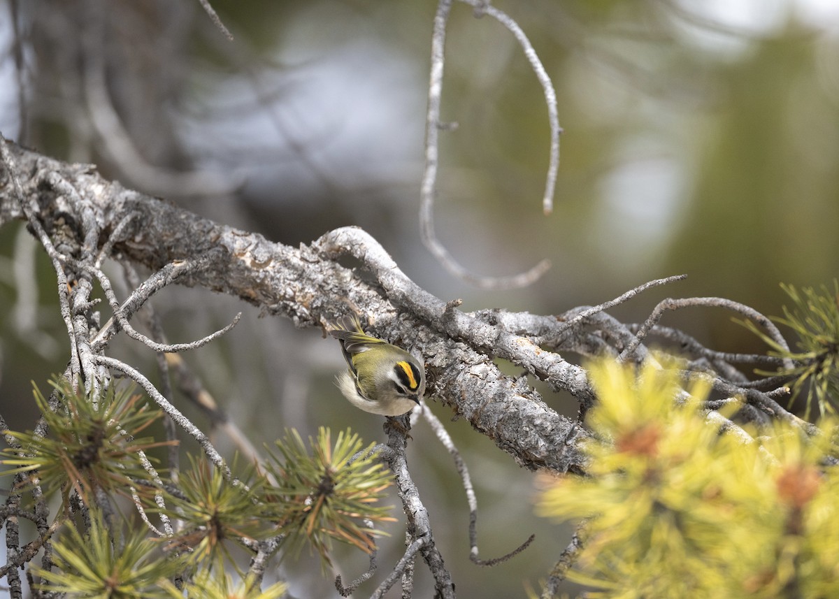 Золотомушка світлоброва - ML650843510