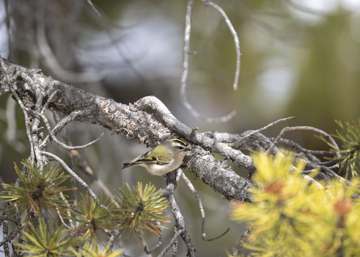 Золотомушка світлоброва - ML650843511