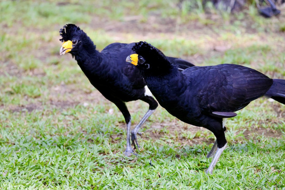 Black Curassow - ML650843516