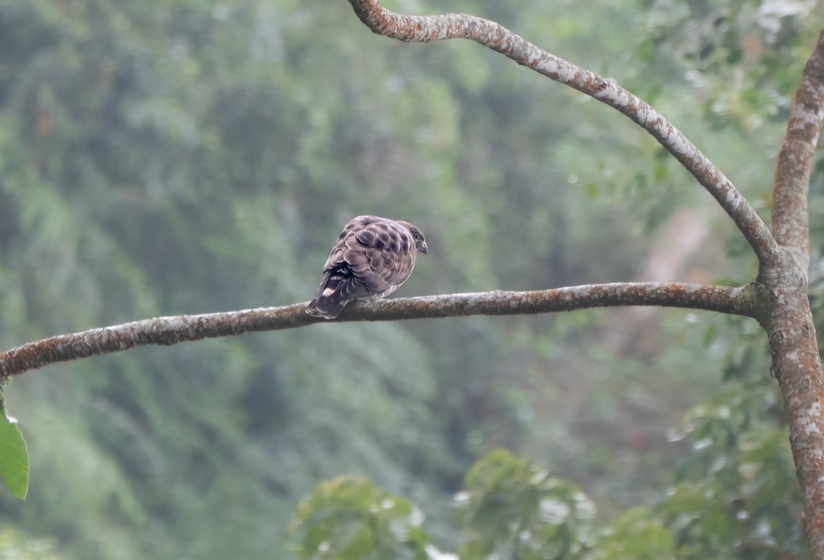 Broad-winged Hawk - ML650843531