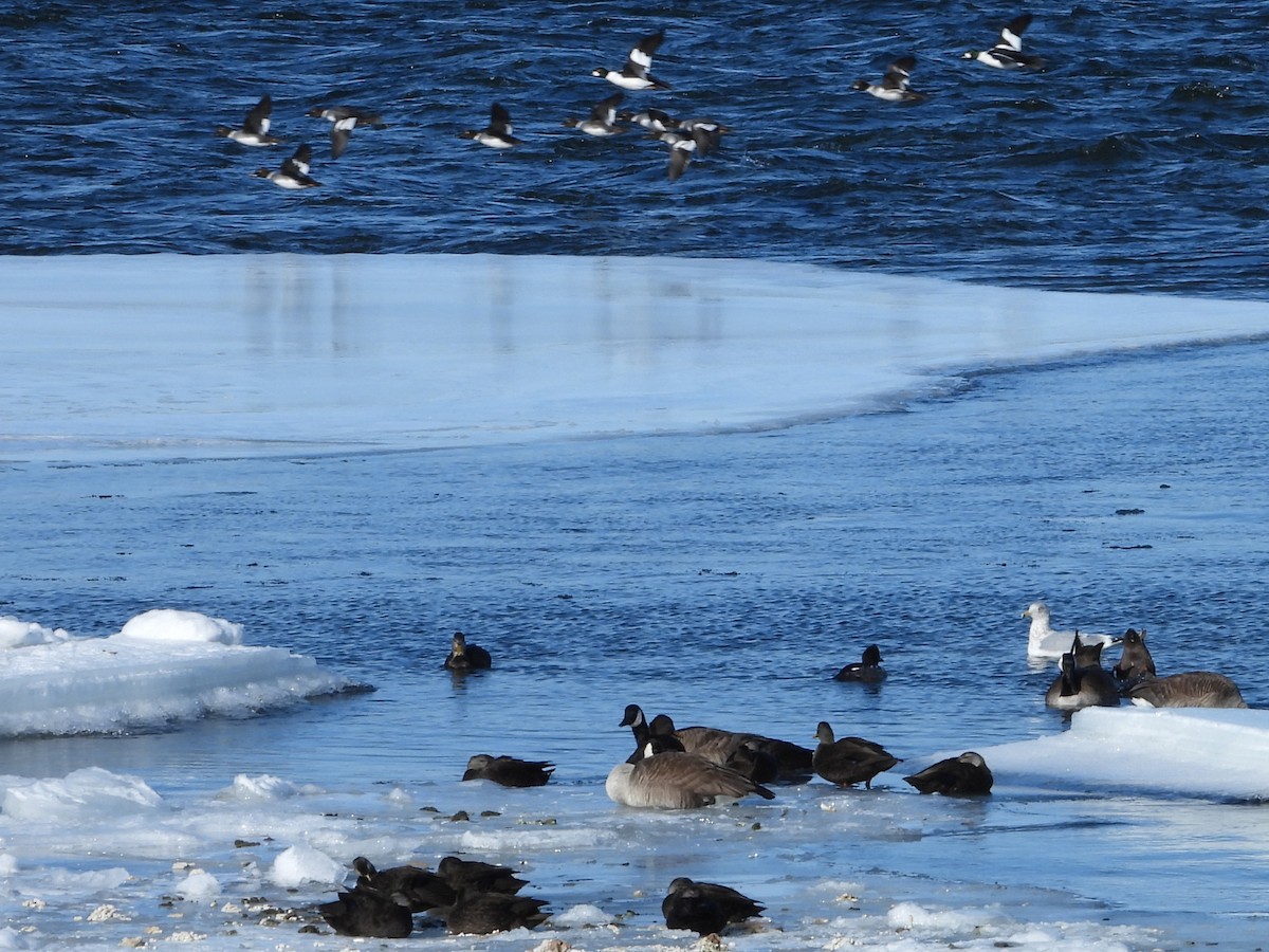 アメリカガモ - ML650843594