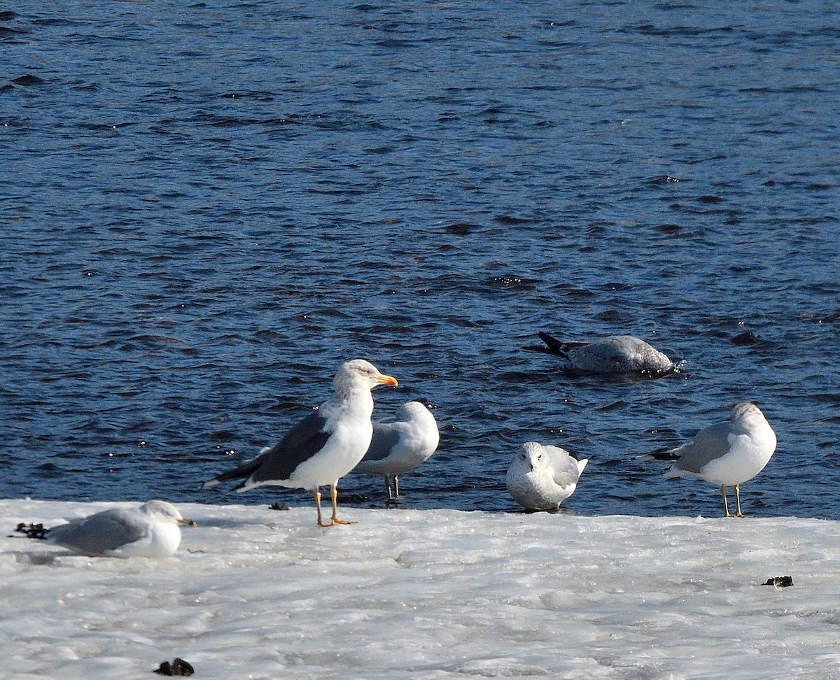 Lesser Black-backed Gull - ML650843929