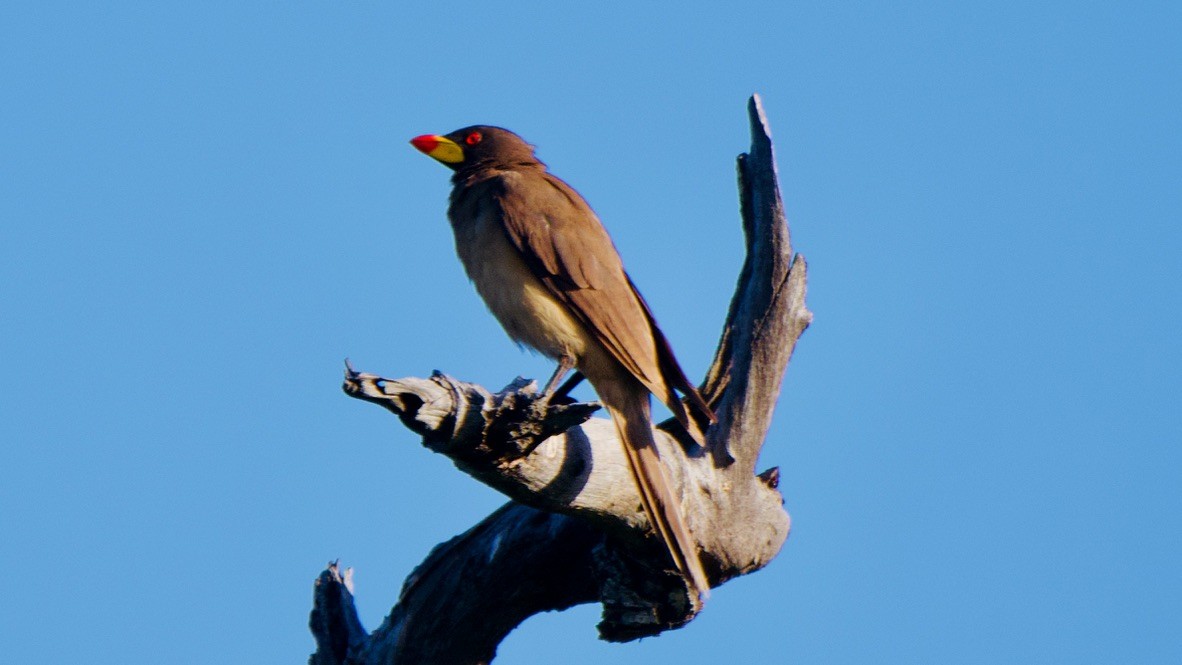 Yellow-billed Oxpecker - ML650843943