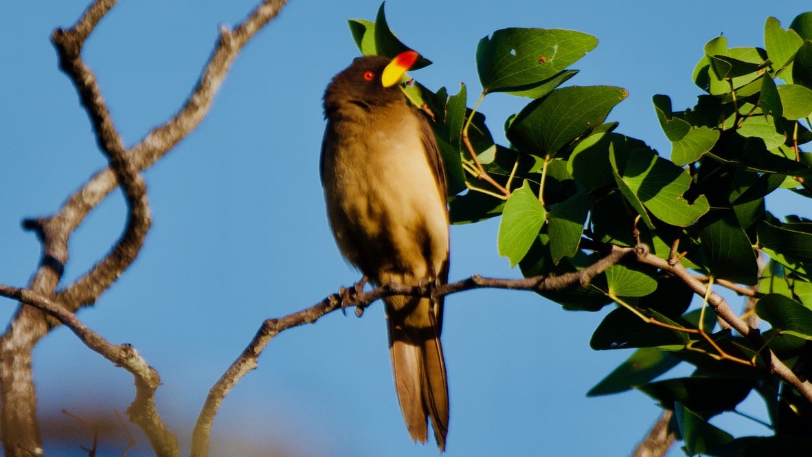 Yellow-billed Oxpecker - ML650843944